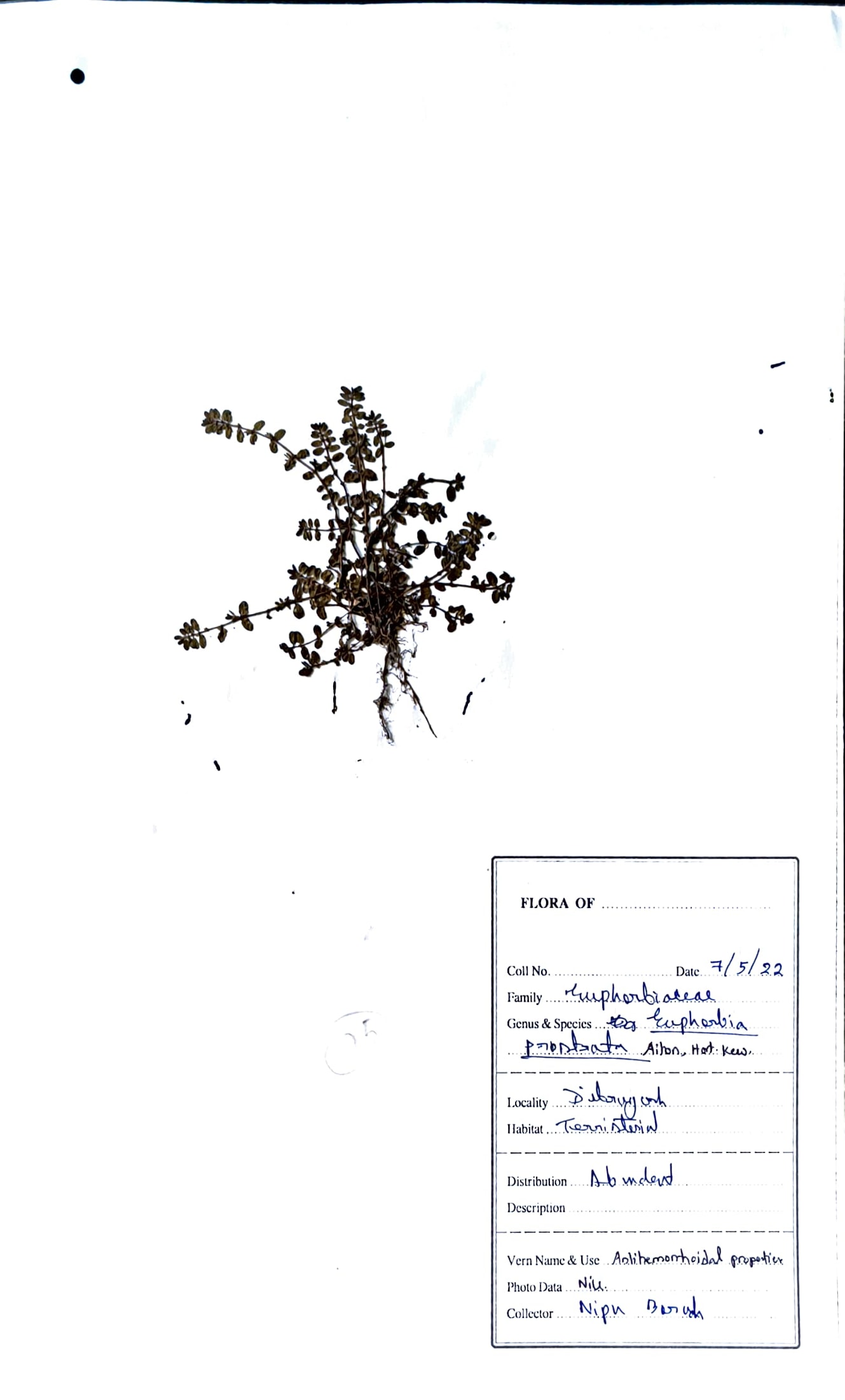 Dudhi (Hin.) (Herbarium)